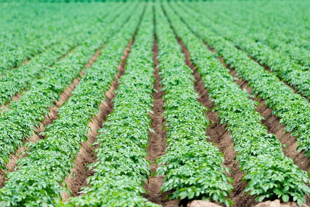 Photo scenic view of corn field