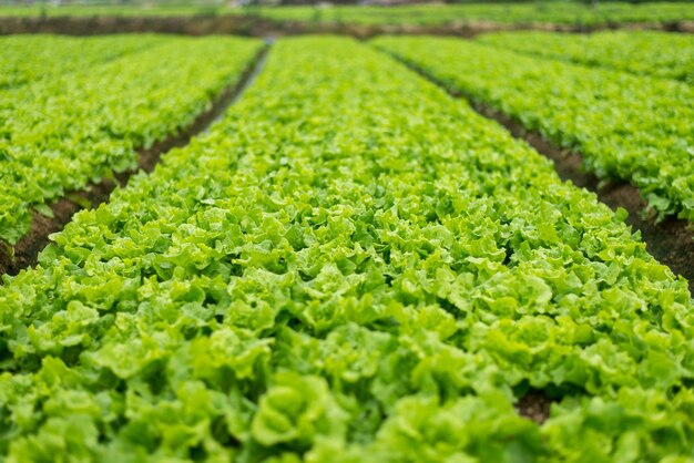 Foto la vista panoramica del campo di mais