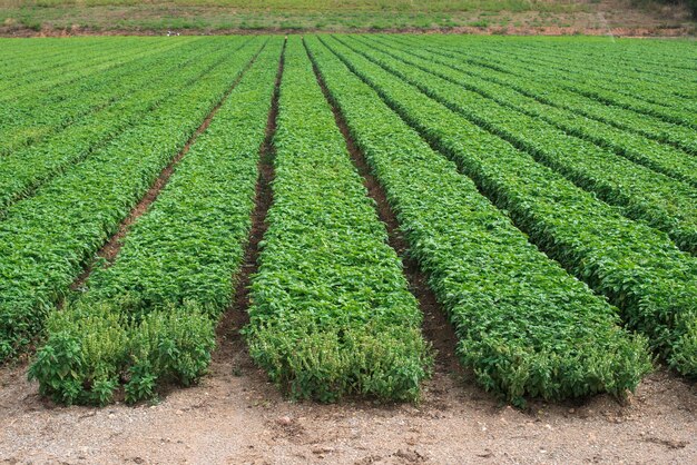 Photo scenic view of corn field