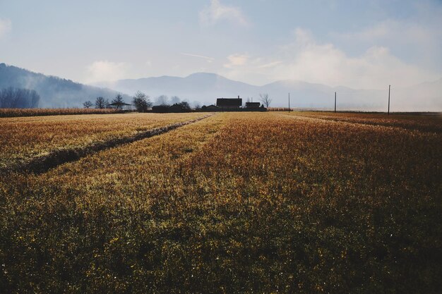 Photo scenic view of cultivated field against sky