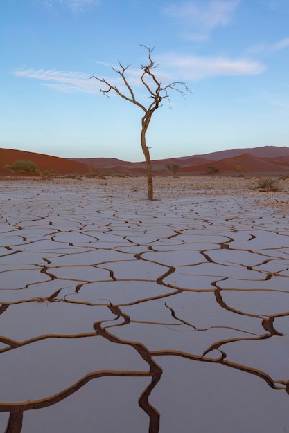 Foto vista panoramica di un albero morto nel fango dopo forti piogge a sossusvlei