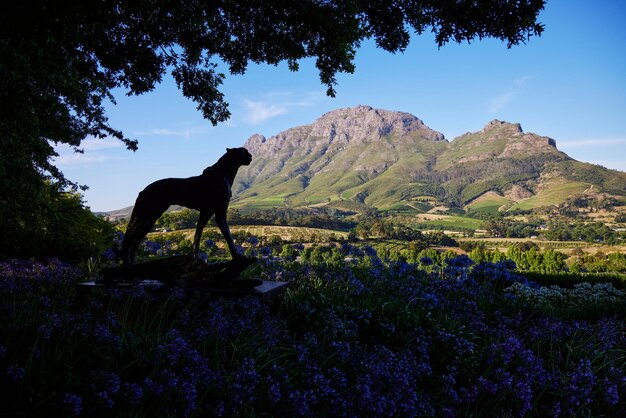 Photo scenic view of the delaire graff wine estate in stellenbosch south africa at daytime on a sunny day