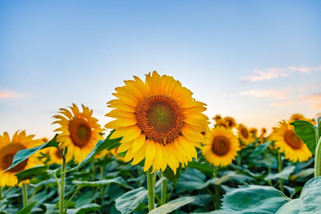 Scenic view of dense bright sunflowers growing in the field under the blue clear sky