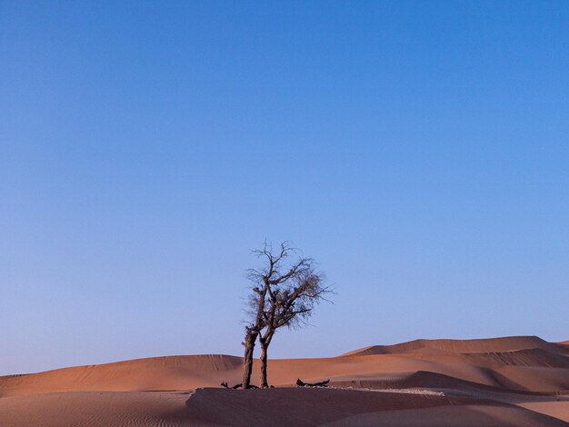 Foto una vista panoramica del deserto contro un cielo blu limpido