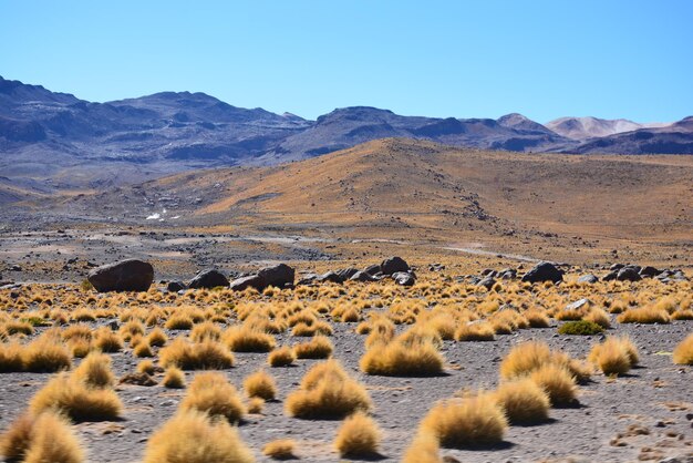 Scenic view of desert against clear blue sky