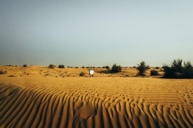 Scenic view of desert against clear sky