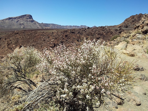 Foto la vista panoramica del deserto contro un cielo limpido