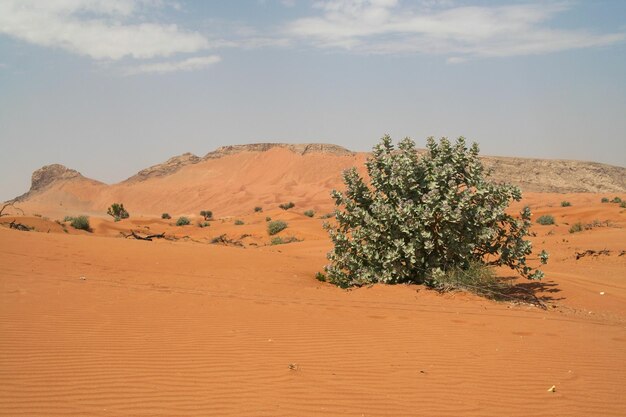 Scenic view of desert against sky