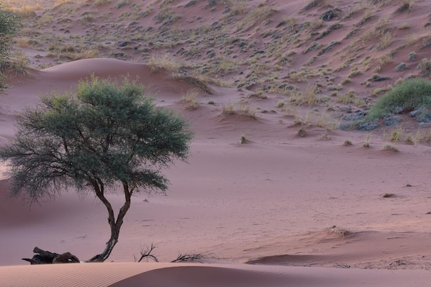 Photo scenic view of desert