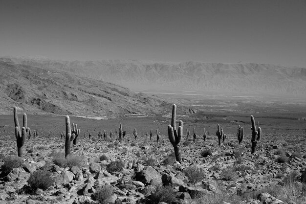 Foto la vista panoramica del deserto