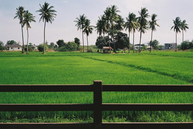 Scenic view of farm against sky