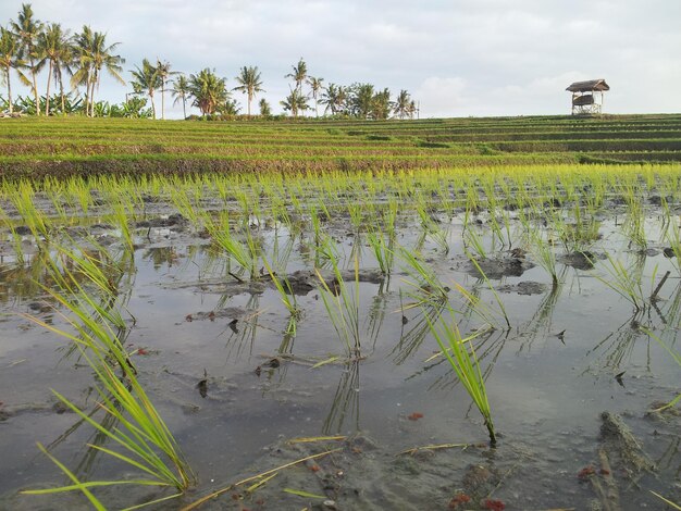 Scenic view of farm against sky