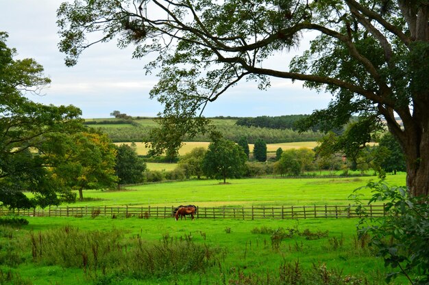 Scenic view of farm field against sky