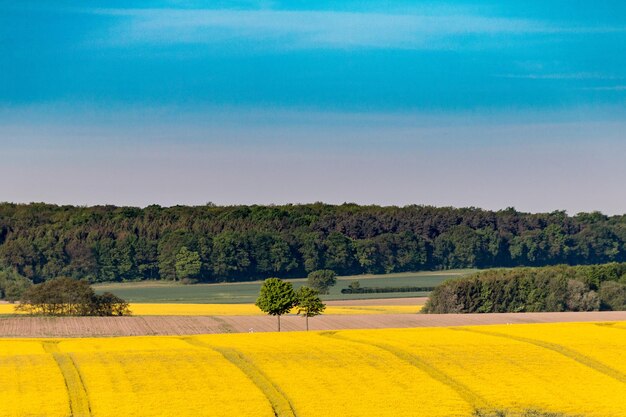 Scenic view of field against blue sky