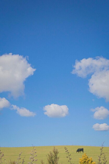 Scenic view of field against blue sky