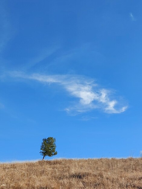 Scenic view of field against blue sky