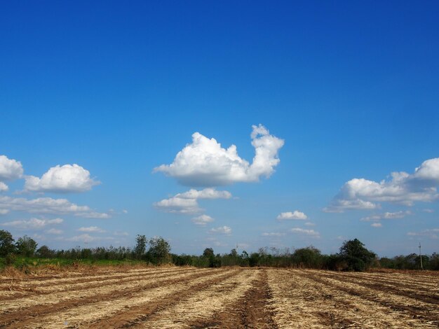 Scenic view of field against blue sky