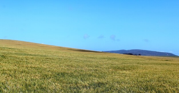 Scenic view of field against blue sky