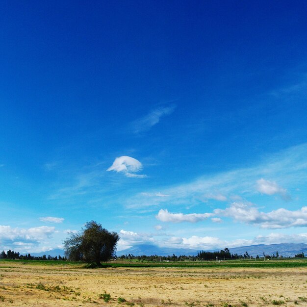 Scenic view of field against blue sky