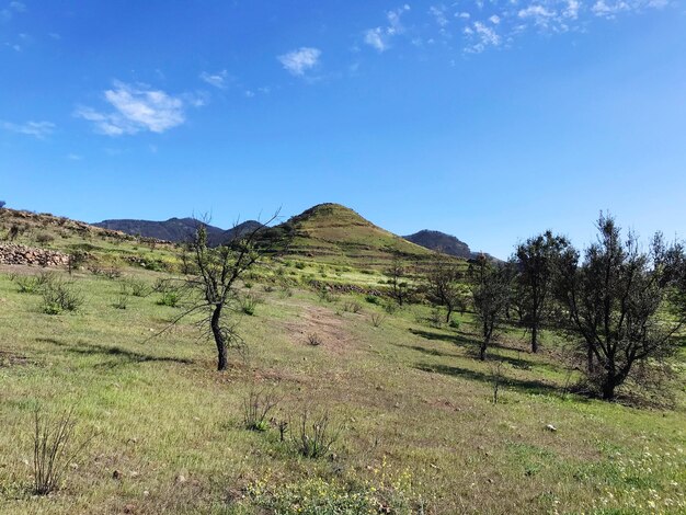 Scenic view of field against blue sky