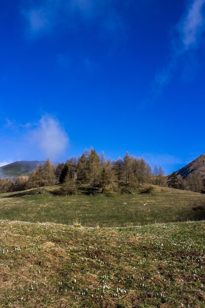 Scenic view of field against blue sky