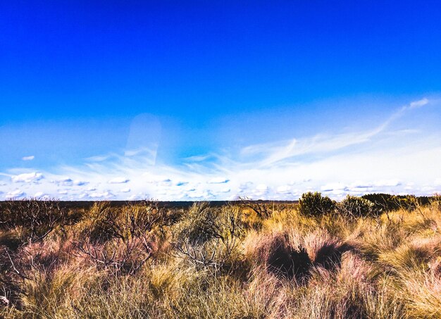 Photo scenic view of field against blue sky