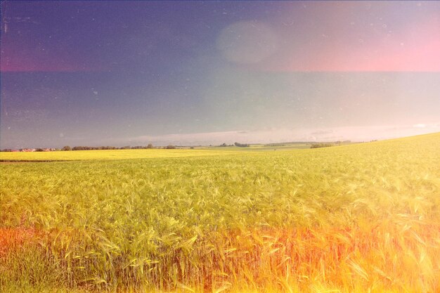 Scenic view of field against bright sky