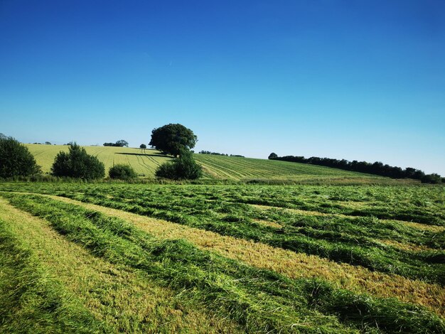 Foto vista panoramica del campo contro un cielo blu limpido