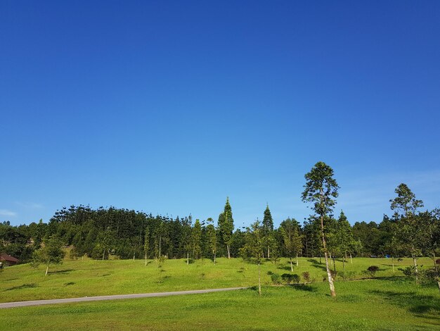 Scenic view of field against clear blue sky