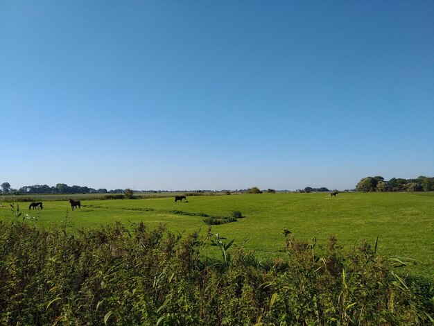 Scenic view of field against clear blue sky