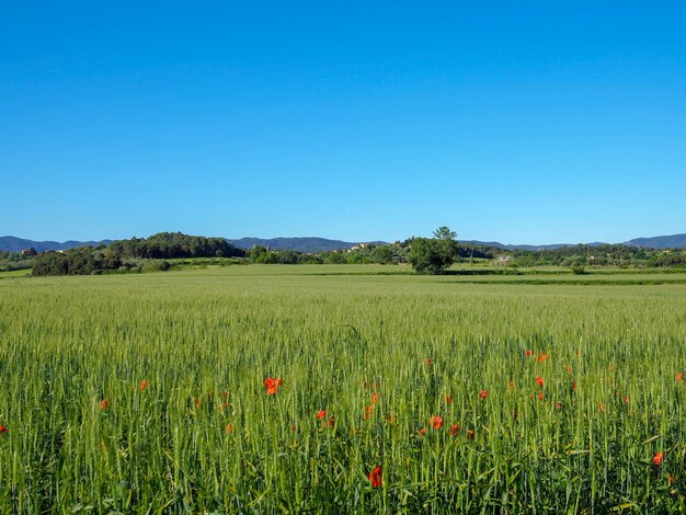 Scenic view of field against clear blue sky