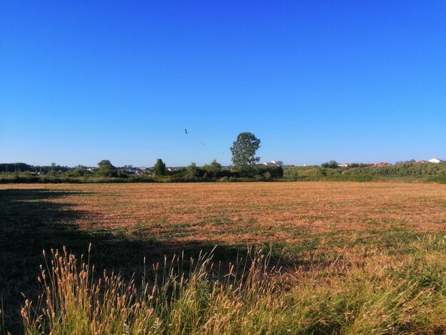 Scenic view of field against clear blue sky