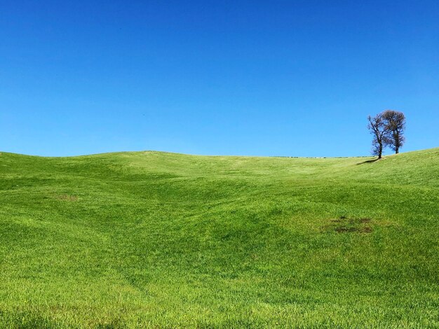 Foto vista panoramica del campo contro un cielo blu limpido