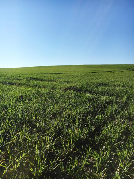 Foto vista panoramica del campo contro un cielo blu limpido