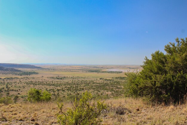 Scenic view of field against clear blue sky