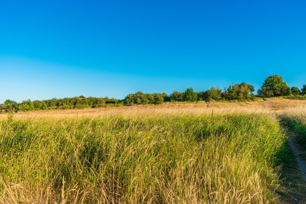 Scenic view of field against clear blue sky