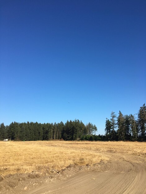 Photo scenic view of field against clear blue sky