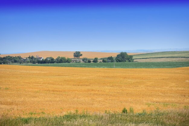 Foto vista panoramica del campo contro un cielo blu limpido