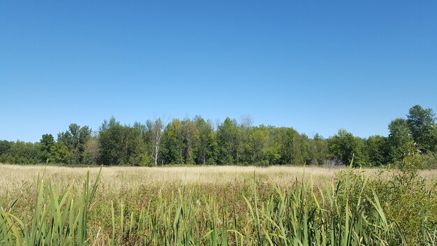 Scenic view of field against clear blue sky