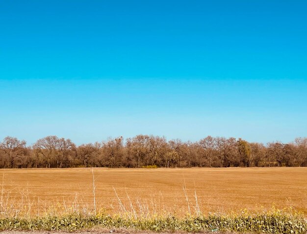 Scenic view of field against clear blue sky