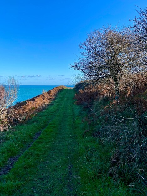 Scenic view of field against clear blue sky