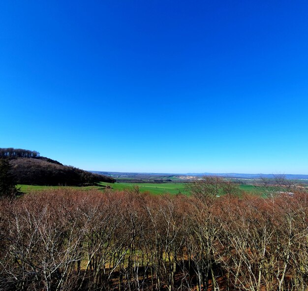 Scenic view of field against clear blue sky