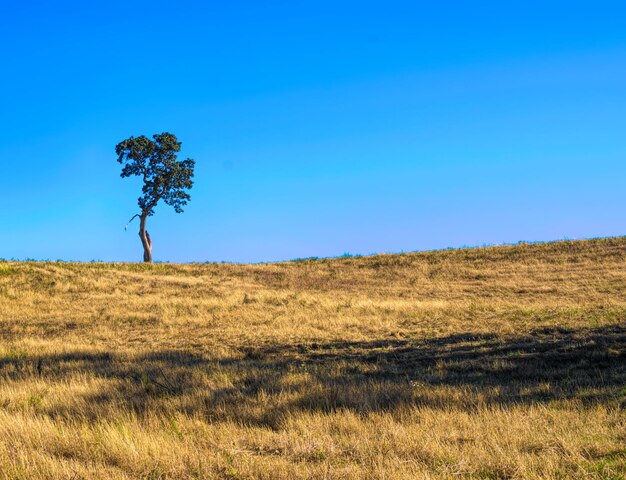 Scenic view of field against clear blue sky