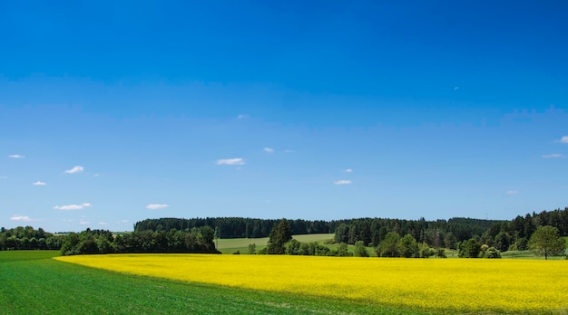 Scenic view of field against clear blue sky