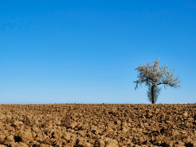 Scenic view of field against clear blue sky