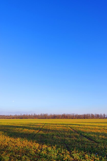 Scenic view of field against clear blue sky