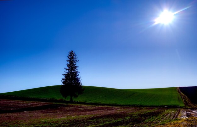 Scenic view of field against clear blue sky