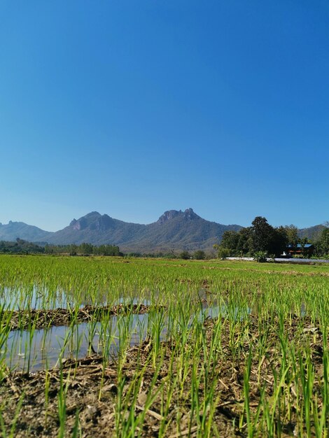 Scenic view of field against clear blue sky