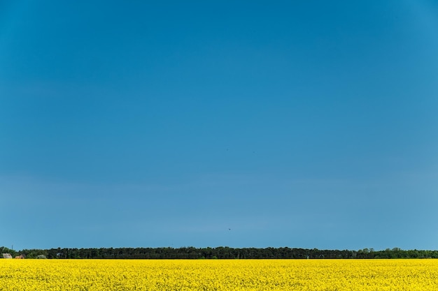 Photo scenic view of field against clear blue sky