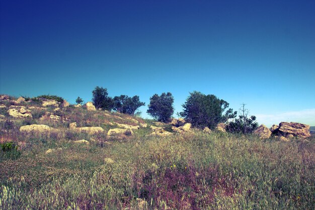 Scenic view of field against clear blue sky